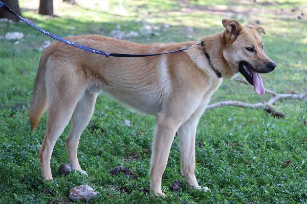 Mika mix pastore taglia grande Foto 4